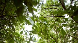 O ostrov Sihoť by sa mohla starať Bratislava