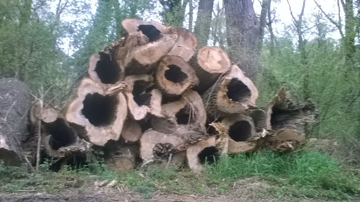 Záber na vyťažené stromy na ostrove Sihoť z...