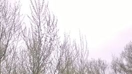 Na Sihoti sadia topole