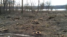 Bratislavský ostrov Sihoť začali zalesňovať