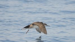 Víchrovníkovi baleárskemu hrozí vyhynutie