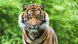 Populácia tigrov konečne vzrástla