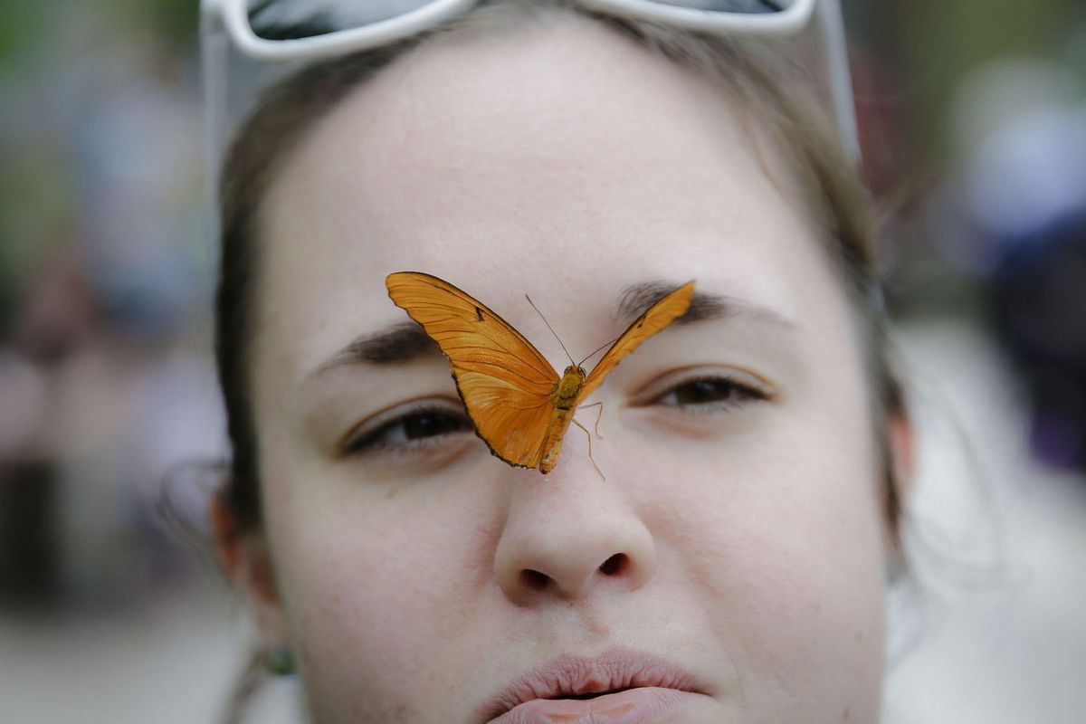 motýľ, tvár, dievča, hmyz, žltý motýľ, Ohio,