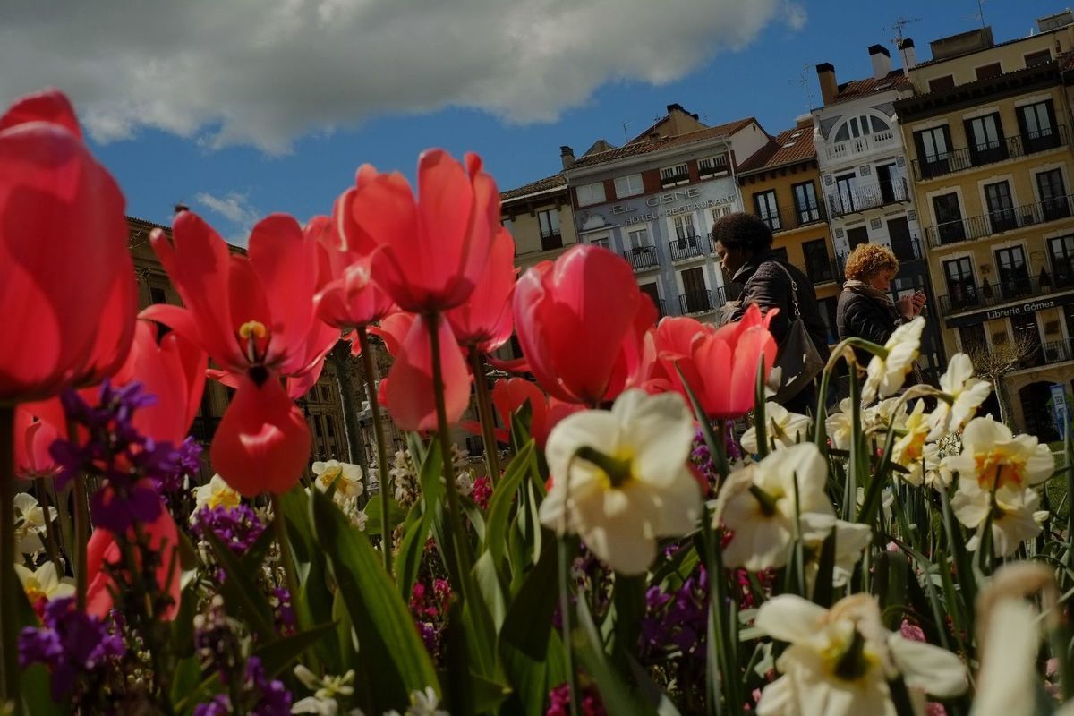 tulipány, kvety, narcisy, Pamplona, Španielsko
