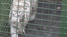 zoo, košice, biely tiger