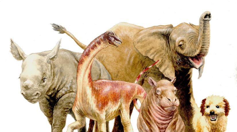 nosorožce, repetosaurus, zvieratá