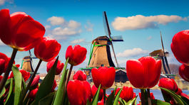 Keď bol tulipán drahší ako dom. Pravda alebo legenda?