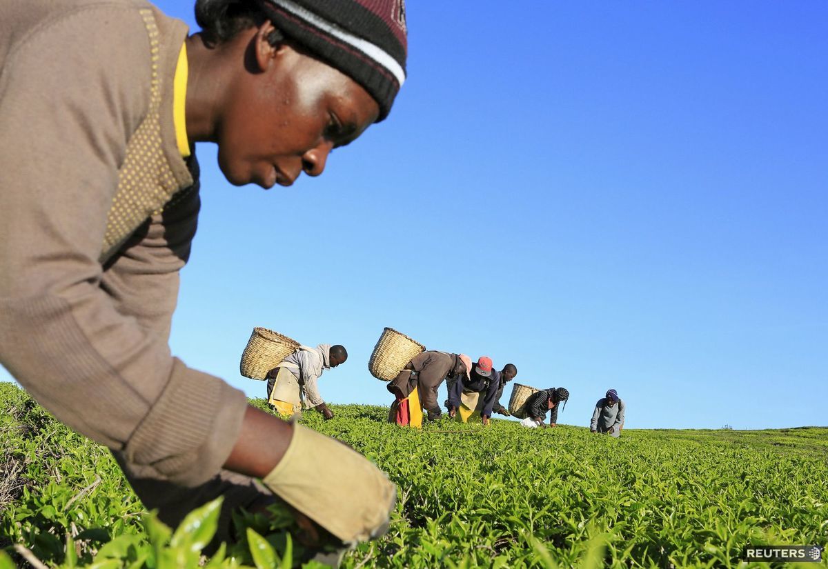 Keňa, čaj, čajovníkové lístky, zber čajovníkov, čajová plantáž