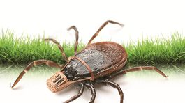 Pred kliešťovou encefalitídou vás repelent neochráni