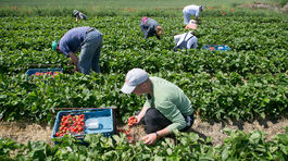 Na slovenských jahodových poliach chýbajú brigádnici