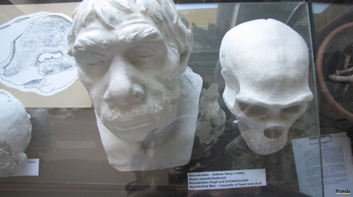 Maketa hlavy a lebky neandertálca v expozícii,...