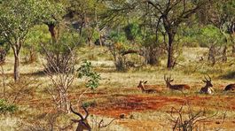 V západnej Afrike miznú vzácne zvieratá