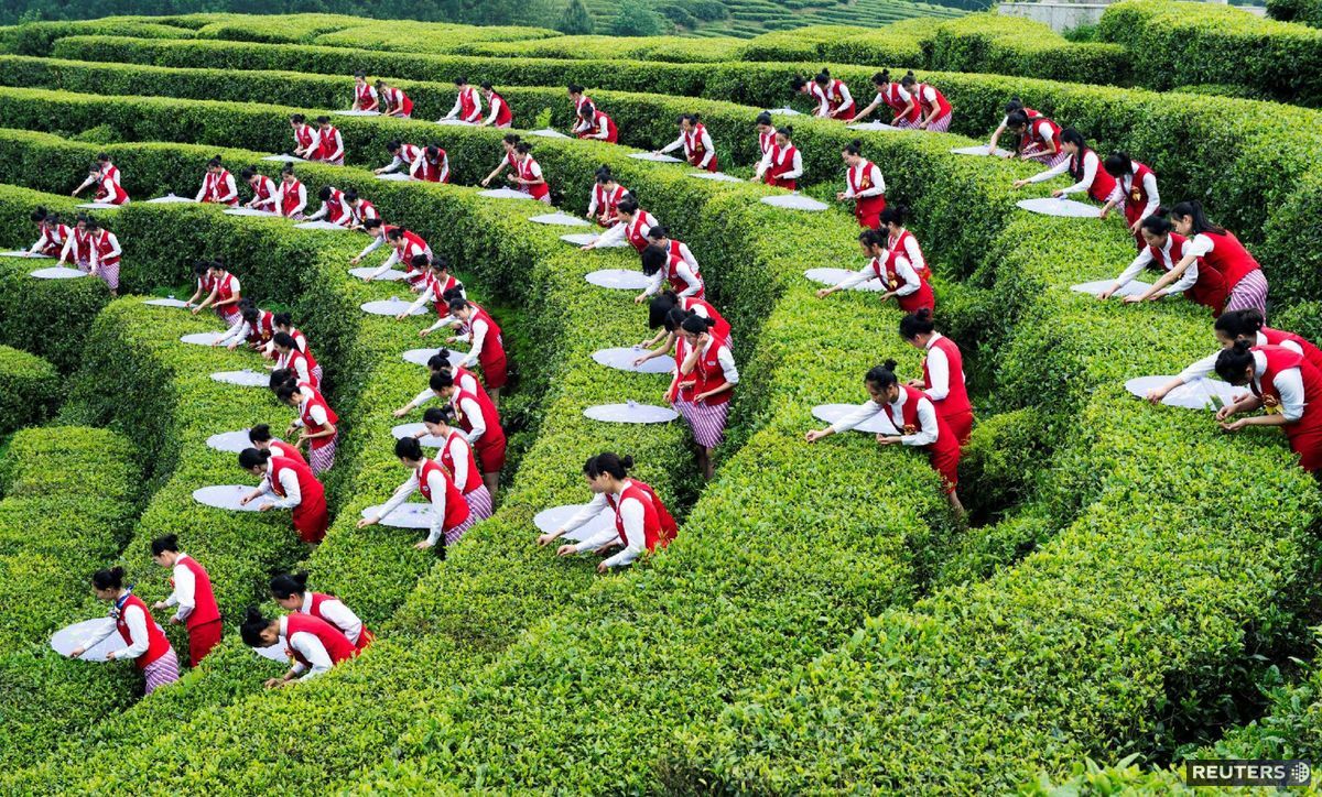 Čína, čaj, čajovník, študenti, ekoturizmus