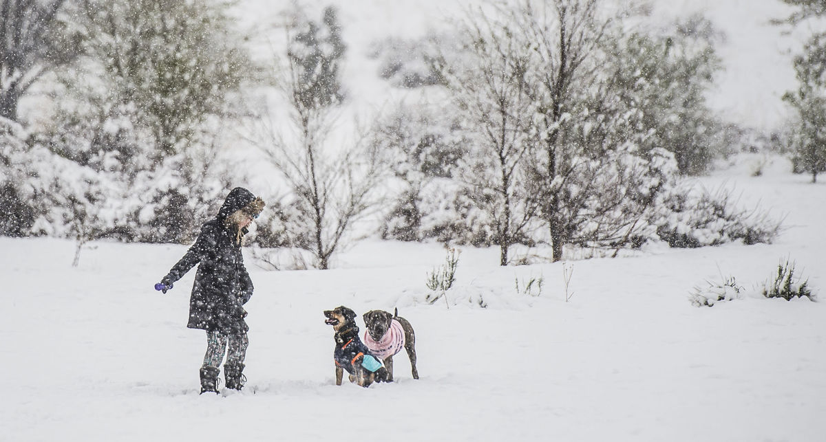 Colorado, sneh, zima, mráz, počasie, psy, venčenie,