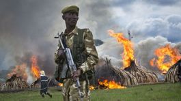 Keňa páli tony klov, aby ukázala, že chráni slony