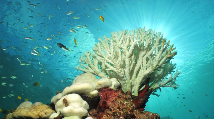 koral, biely koral, koralový útes, Austrália,...