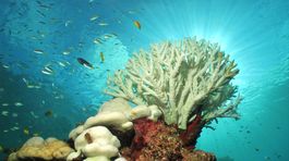 koral, biely koral, koralový útes, Austrália, more, ryby, oceán, otepľovanie