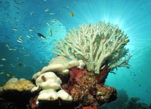 koral, biely koral, koralový útes, Austrália, more, ryby, oceán, otepľovanie