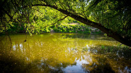 Mŕtvy strom môže byť dobrý strom