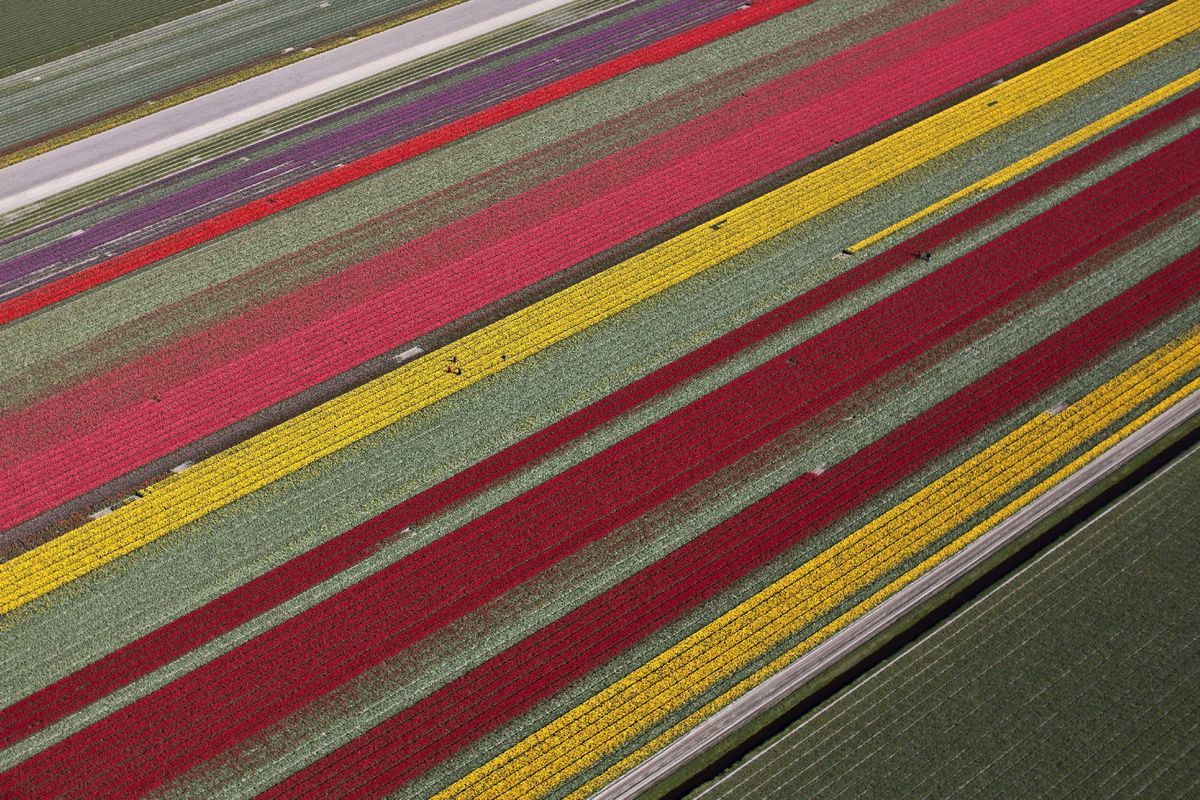 pole, kvety, lúka, Holandsko, farmári, tulipány