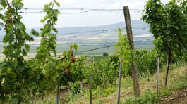 USA odmietajú uznať slovenský Tokaj