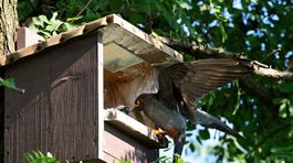 Pasce a jed ničia vtáčie rodiny