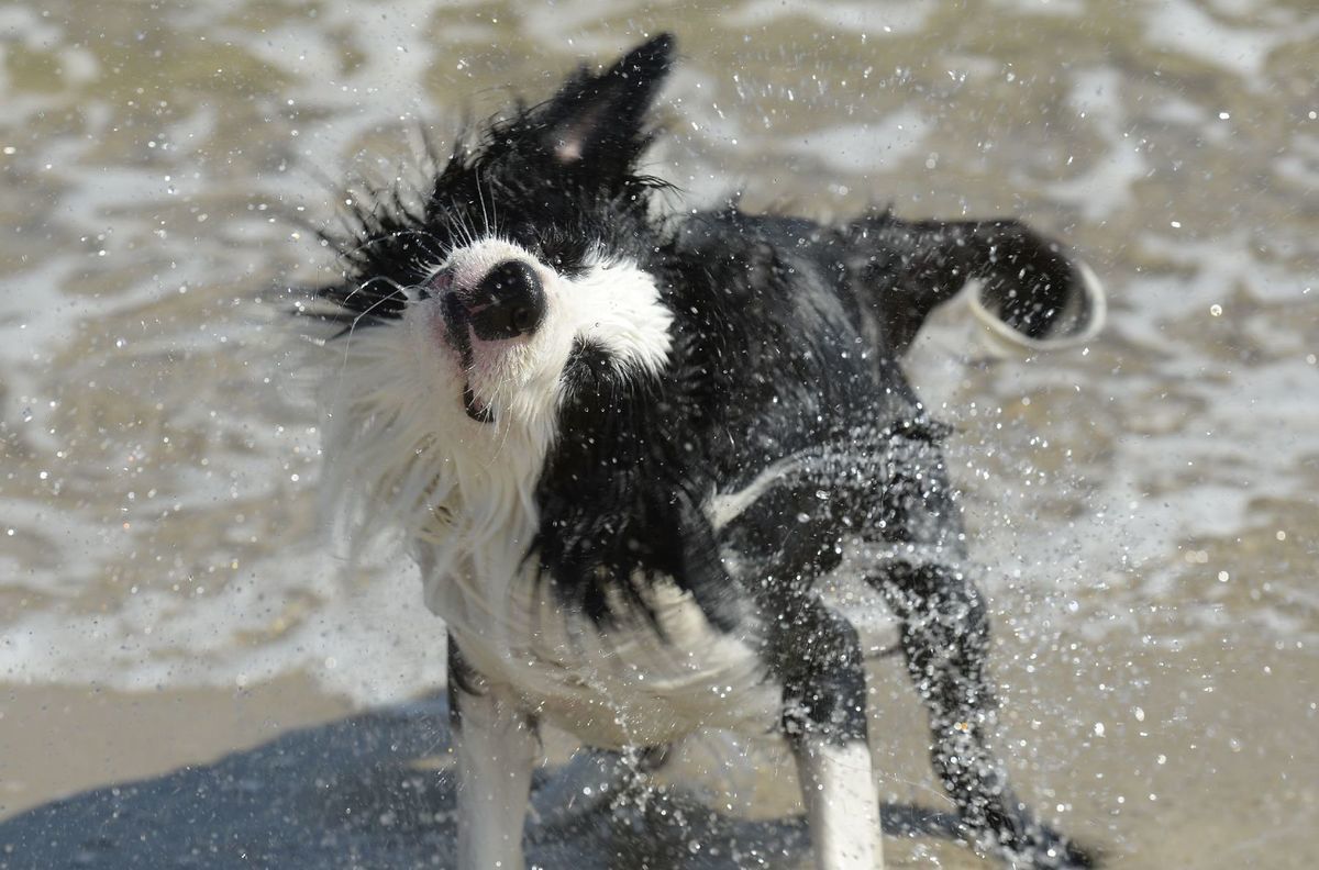 pes, zviera, kúpanie, fŕkanie, mokrý pes, čierno-biely pes, pláž,