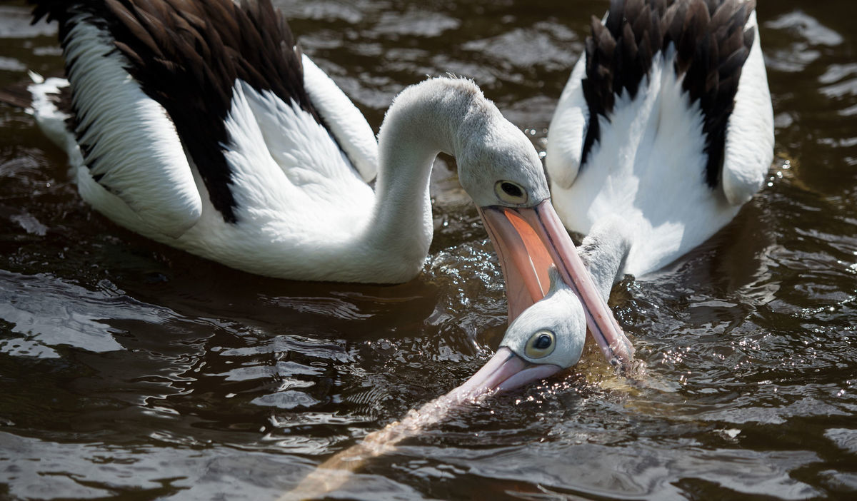 pelikány, bitka, vtáky, jazero