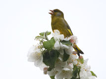vták, spev, kvety, strom, jabloň, trilovanie, jar,