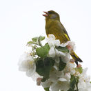 vták, spev, kvety, strom, jabloň, trilovanie, jar,