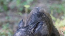 Narodilo sa mláďa nosorožca sumatrianskeho