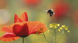 Na cintoríne v Petržalke si pripomenuli sviatok červených makov