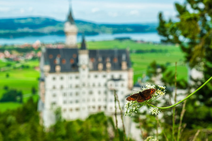 Bavorsko, zámok, Neuschwanstein, Nemecko, motýľ, príroda,