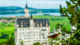 Bavorsko, zámok, Neuschwanstein, Nemecko, motýľ, príroda,
