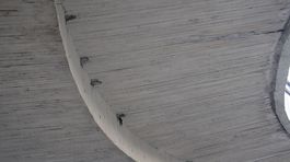 Bratislava pomôže belorítkam v stavaní hniezd pod Mostom SNP