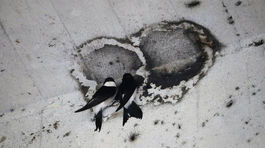 Pod bratislavským Mostom SNP zlikvidovali 66 hniezd belorítok