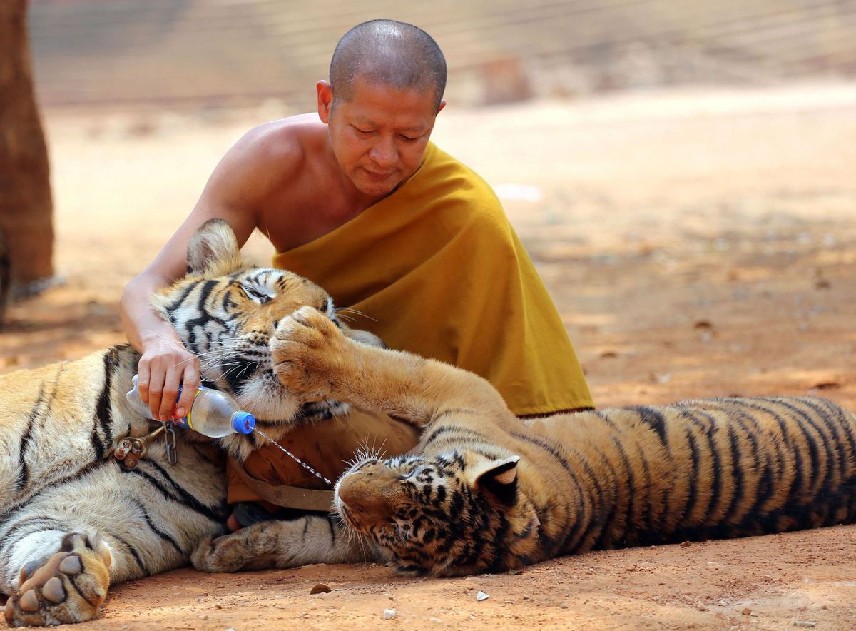 tigre, budhistický chrám, Thajsko, tiger, mních, voda, fľaša, kŕmenie