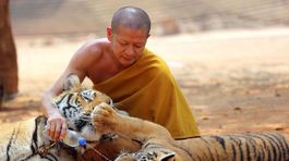 Budhistický chrám ukrýval zverstvá: Úrady našli mŕtvoly 40 tigrích mláďat