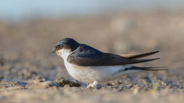 Kto zaplatí za zničené hniezda lastovičiek?