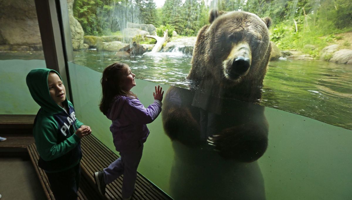 medveď, zoo, grizzly, deti, zviera, Washington