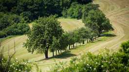 Krajina stráca charakter. Miznú aleje