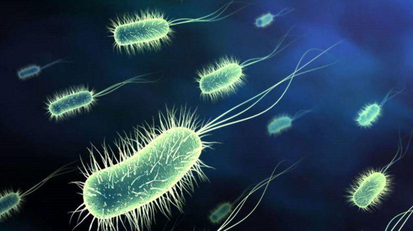 baktéria, Escherichia coli