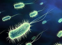 baktéria, Escherichia coli