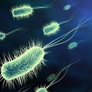 baktéria, Escherichia coli