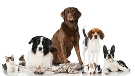 Takto pomáha terapia zvieraťom