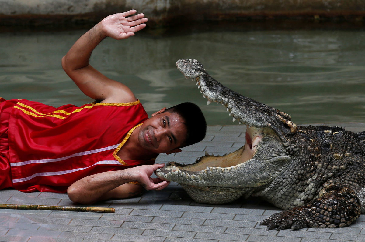 krokodíl, papuľa, nebezpečenstvo