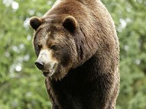 medveď, grizly, grizzly, medveď hnedý, zoo, zviera
