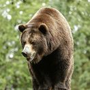 medveď, grizly, grizzly, medveď hnedý, zoo, zviera