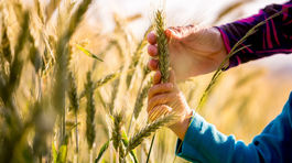 Traja zmrznutí prinesú výrazné ochladenie, môže spôsobiť ďalšie škody na úrode