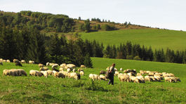 Bryndza s príchuťou cudziny